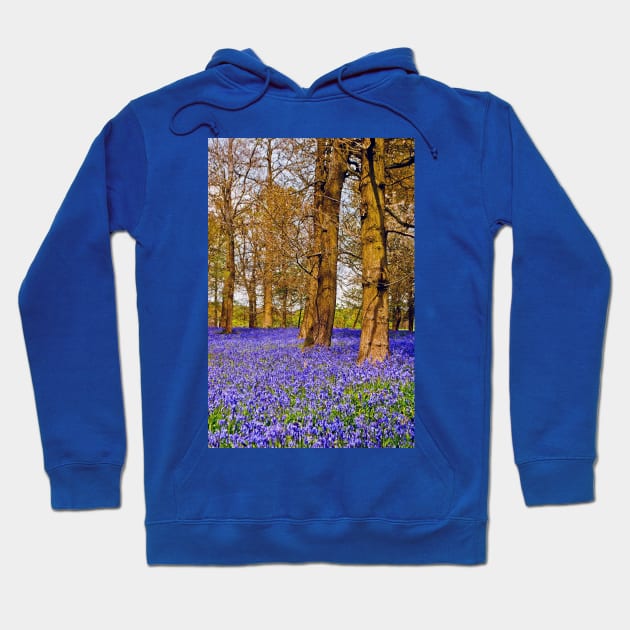 Bluebell Woods Greys Court England UK Hoodie by AndyEvansPhotos